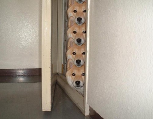 Dogs Are Watching You.jpg (38 KB)